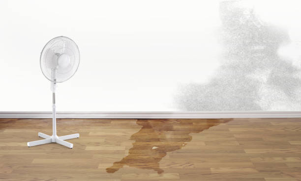 Best Carpet water damage restoration  in Woodworth, OH